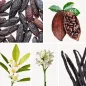 Preview: Duftnoten: Tonkabohne, Kakao, Orangenblüte, Tuberose, Vanille Preview: Duftnoten: Tonkabohne, Kakao, Orangenblüte, Tuberose, Vanille